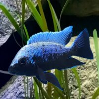 Copadichromis