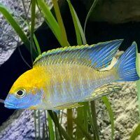 Lethrinops