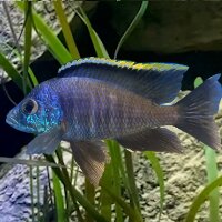 Placidochromis