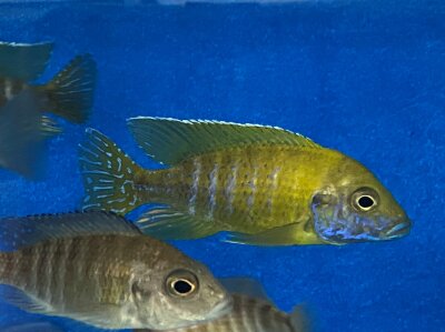 Aulonocara baenschi Benga 6-8 cm