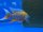Aulonocara jacobfreibergi Cape Maclear 10-12 cm