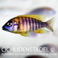 Aulonocara maleri Chidunga 8-11 cm