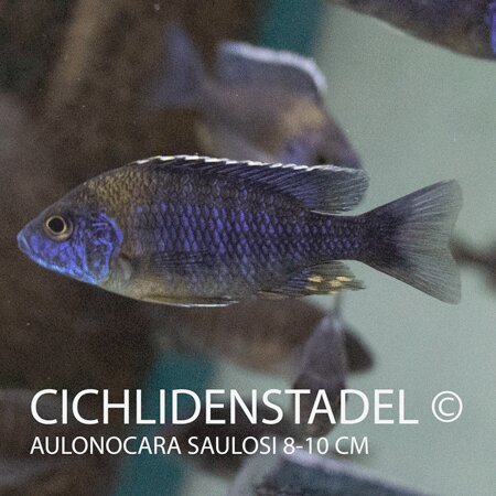 Aulonocara saulosi 8-10 cm