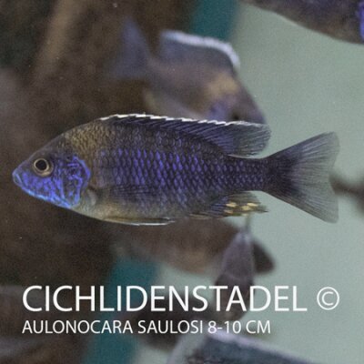 Aulonocara saulosi 8-10 cm