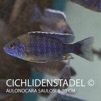 Aulonocara saulosi 8-10 cm