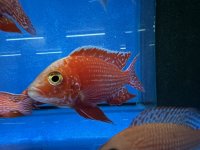 Aulonocara spec. Fire Fish 4-5 cm