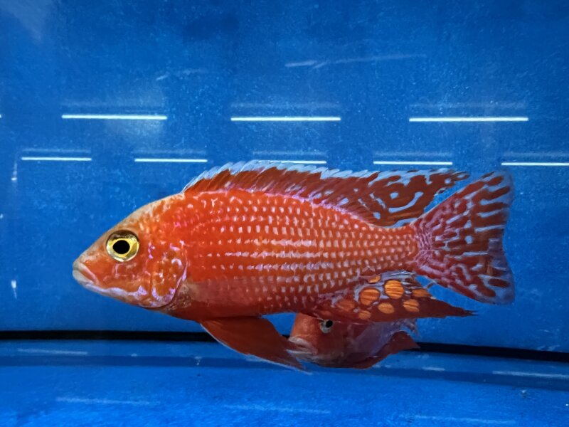 Aulonocara spec. Fire Fish 10-12 cm