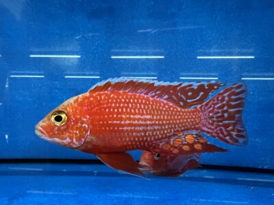 Aulonocara spec. Fire Fish 10-12 cm