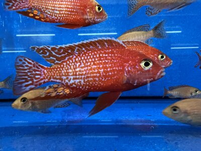 Aulonocara spec. Fire Fish 10-12 cm