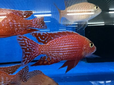 Aulonocara spec. Fire Fish 10-12 cm