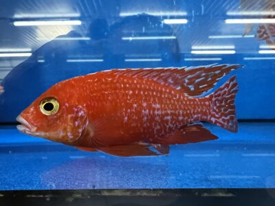 Aulonocara spec. Fire Fish 10-12 cm