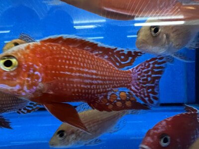 Aulonocara spec. Fire Fish 10-12 cm