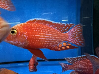 Aulonocara spec. Fire Fish 10-12 cm