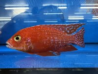 Aulonocara spec. Fire Fish 10-12 cm