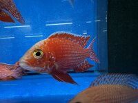 Aulonocara spec. Fire Fish 10-12 cm