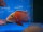 Aulonocara spec. Fire Fish 6-8 cm