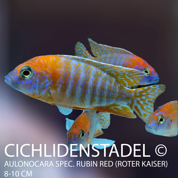 Aulonocara spec. Rubin Red (roter Kaiser) 3-4 cm