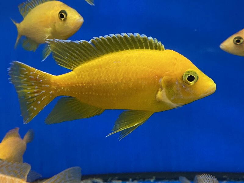 Aulonocara spec. Safran 8-11 cm
