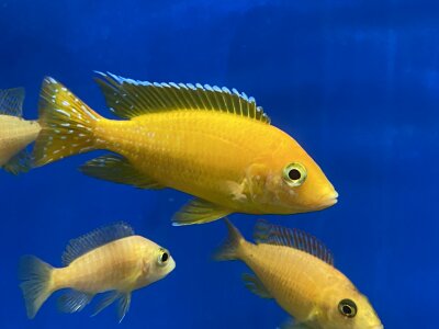 Aulonocara spec. Safran 8-11 cm