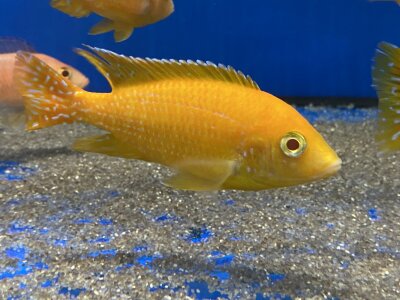 Aulonocara spec. Safran 8-11 cm