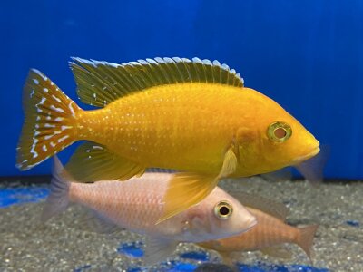 Aulonocara spec. Safran 8-11 cm