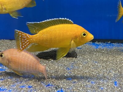 Aulonocara spec. Safran 8-11 cm