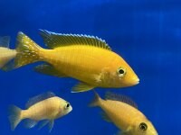 Aulonocara spec. Safran 8-11 cm