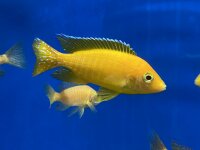 Aulonocara spec. Safran 8-11 cm