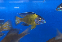 Aulonocara steveni blue neon 8-10 cm