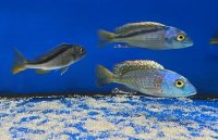 Buccochromis nototaenia 8-10 cm
