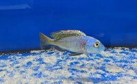 Buccochromis nototaenia 8-10 cm