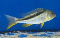 Buccochromis rhoadesi yellow 11-13 cm