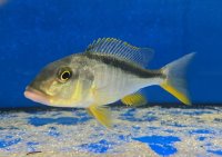 Buccochromis rhoadesi yellow 11-13 cm