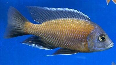 Copadichromis Kadango red fin 7-9 cm