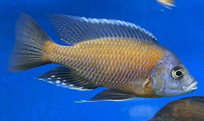 Copadichromis Kadango red fin 7-9 cm
