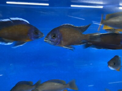 Copadichromis Kadango red fin 7-9 cm