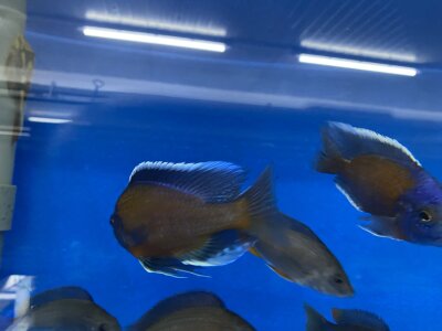 Copadichromis Kadango red fin 7-9 cm