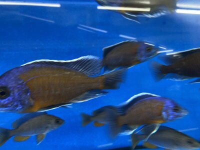 Copadichromis Kadango red fin 7-9 cm
