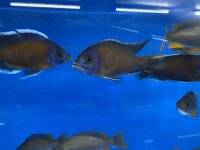Copadichromis Kadango red fin 7-9 cm