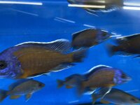 Copadichromis Kadango red fin 7-9 cm