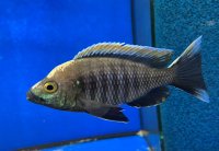 Copadichromis virginalis fire crest 6-8 cm