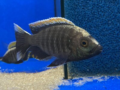 Copadichromis virginalis fire crest 6-8 cm