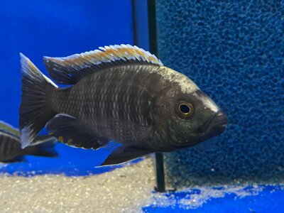 Copadichromis virginalis fire crest 6-8 cm