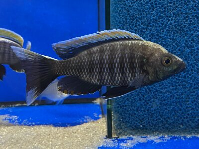 Copadichromis virginalis fire crest 6-8 cm