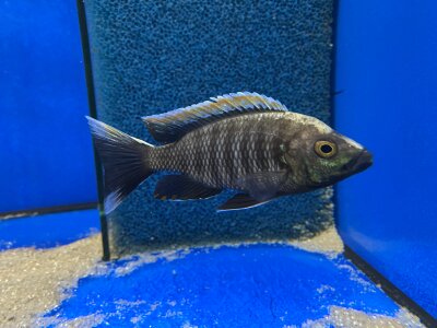 Copadichromis virginalis fire crest 6-8 cm
