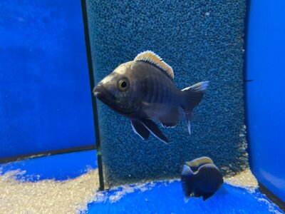 Copadichromis virginalis fire crest 6-8 cm