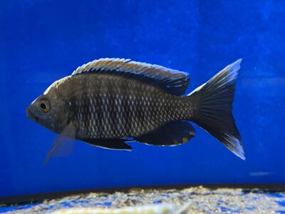 Copadichromis virginalis fire crest 6-8 cm
