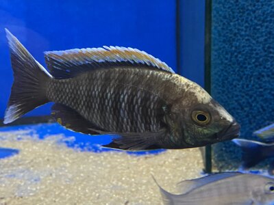 Copadichromis virginalis fire crest 6-8 cm