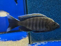 Copadichromis virginalis fire crest 6-8 cm