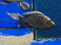 Copadichromis virginalis fire crest 6-8 cm